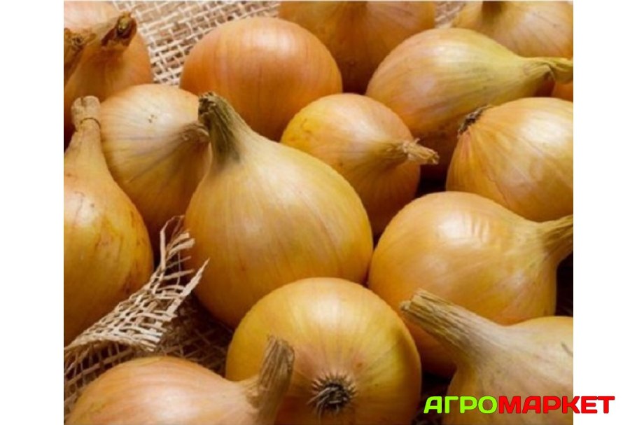 Лук севок золотистый Семко