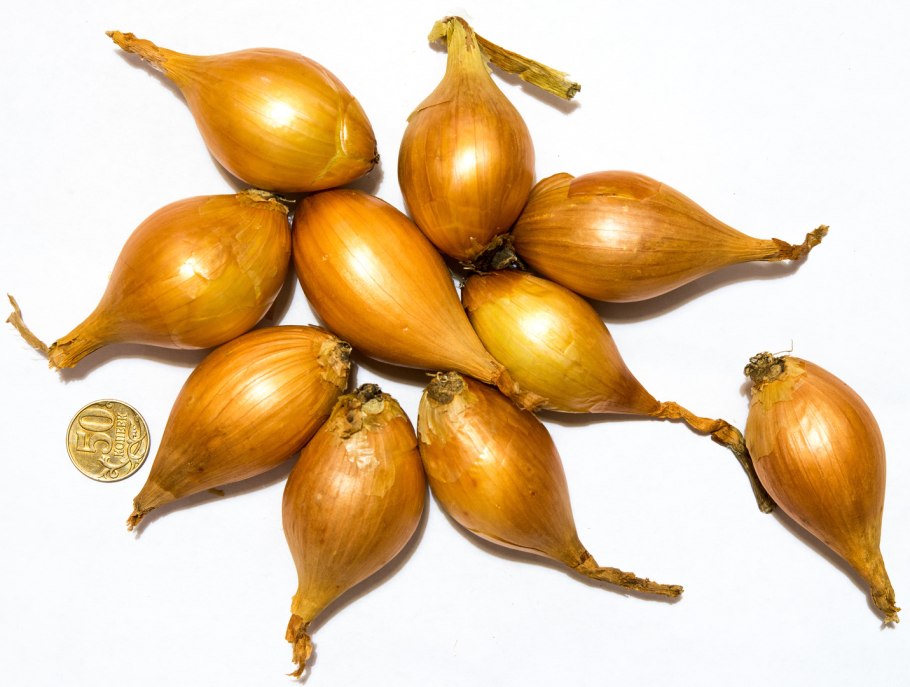 Лук севок Центурион