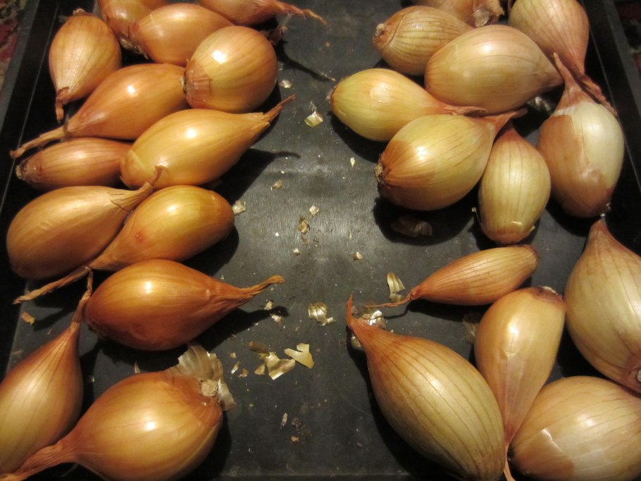 Лук севок Цитрон