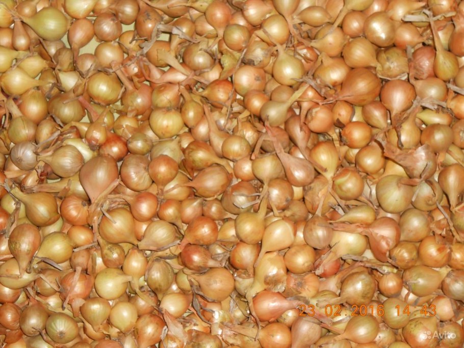 Лук севок замоченный