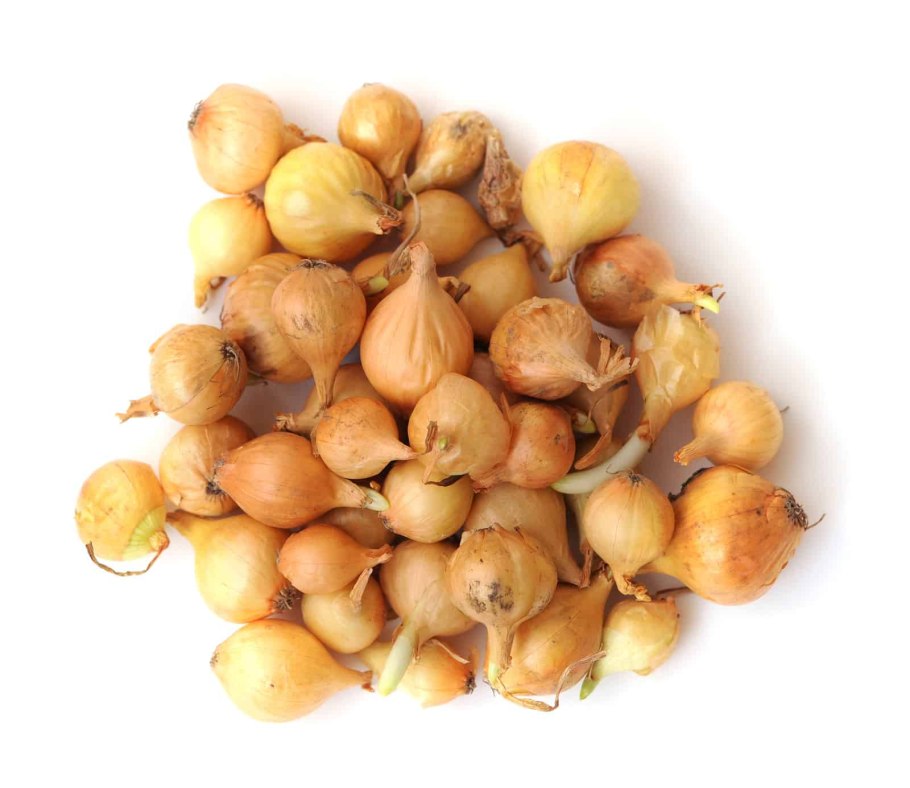 Лук-севок Сеншуй Елоу Глоб