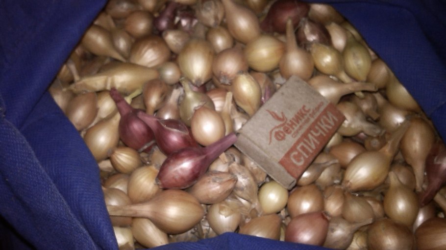 Лук севок Альвина