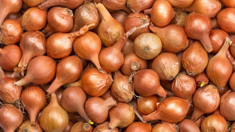 Лук севок штутгартер