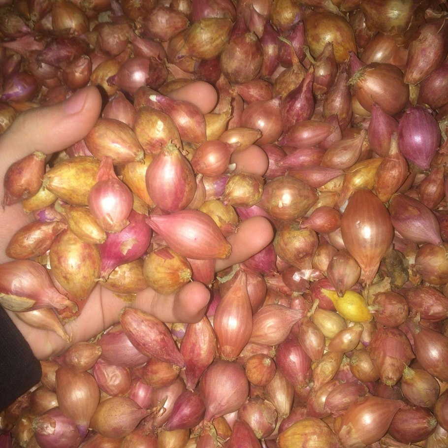 Сладкие сорта лука севка