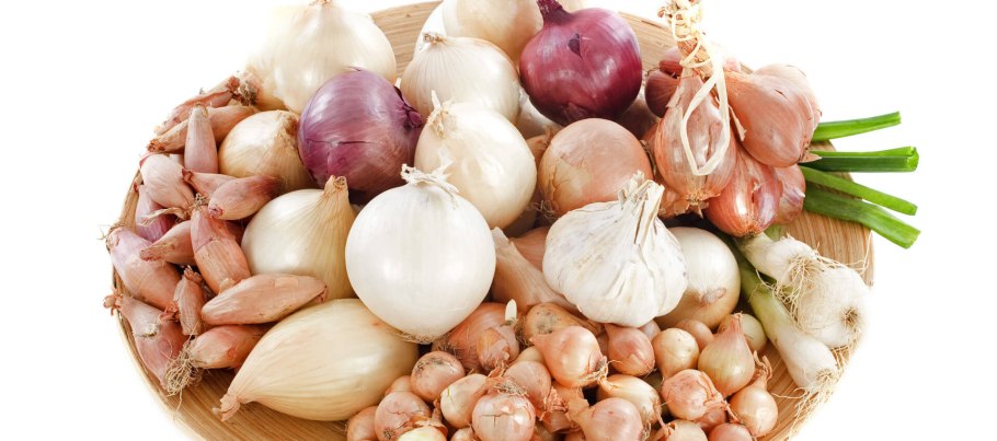 Лук севок Штутгартер фракция 14-21