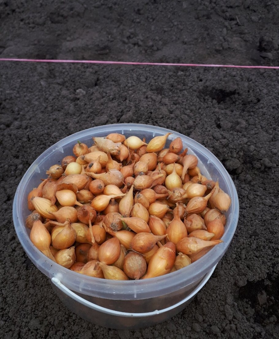 Лук севок в растворе