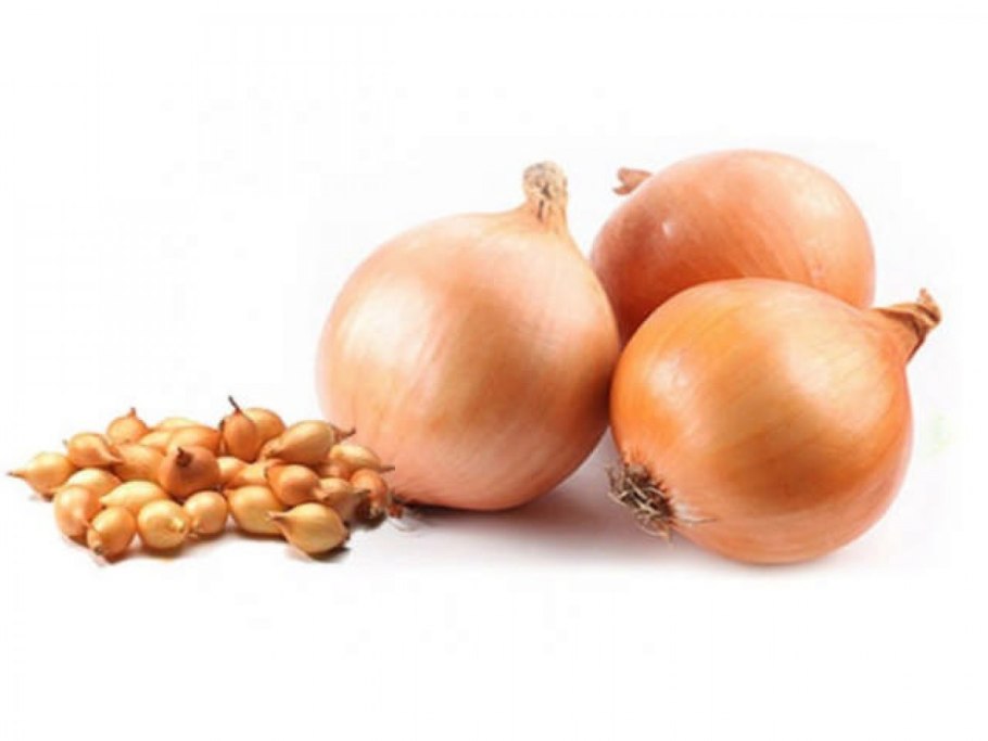 Ялтинский лук севок