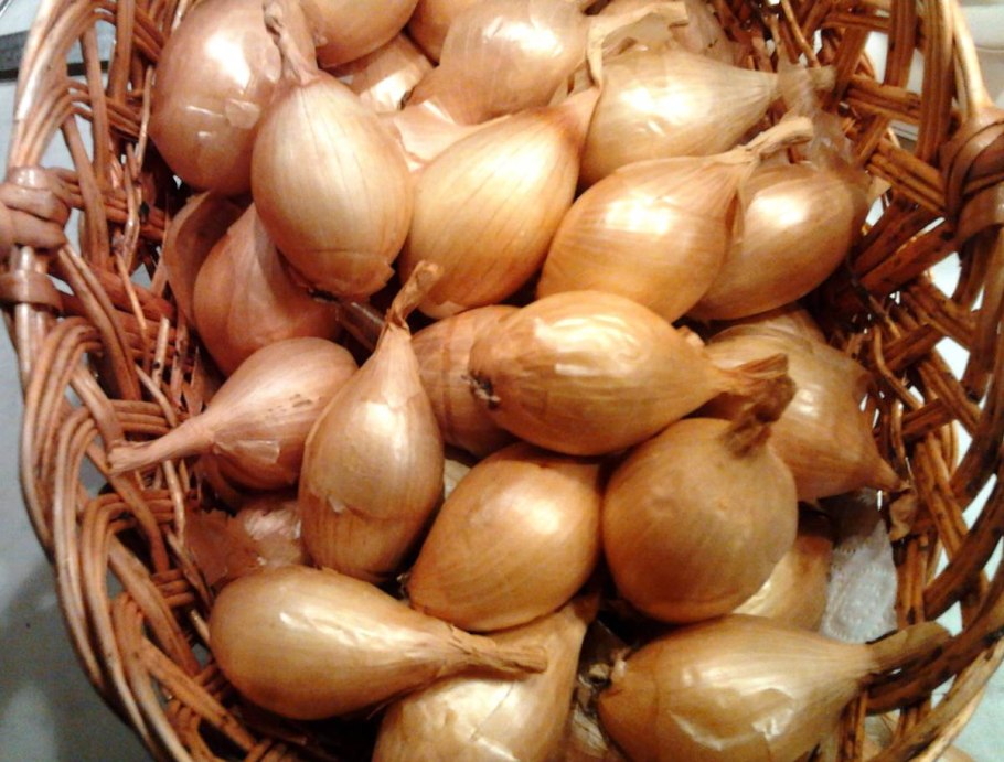 Лук-севок f1 Коррадо