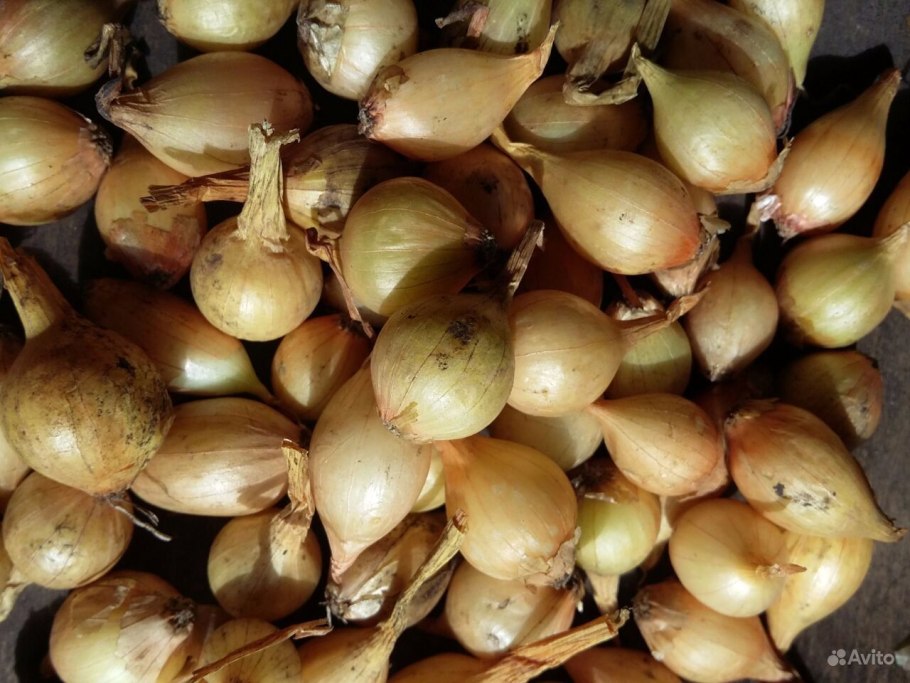 Лук-севок Кармен МС