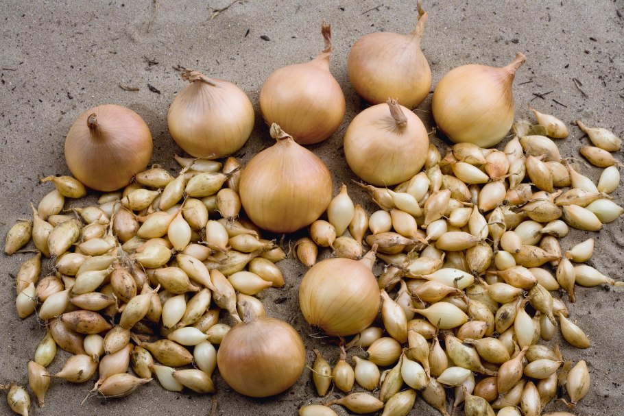 Схема посева лука репчатого