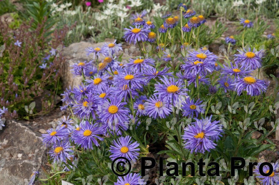 Астра Aster Alpinus Happy end
