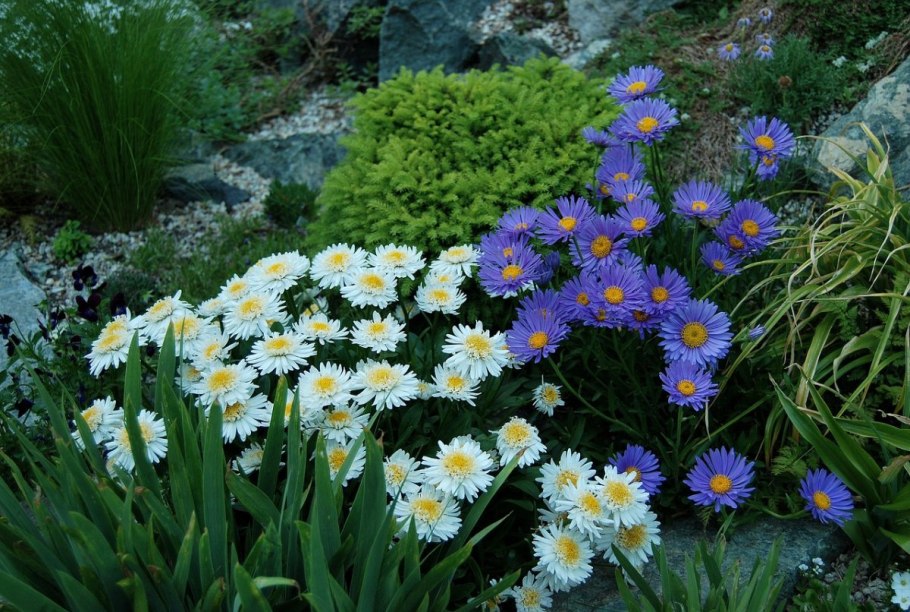 Астра новобельгийская (Aster Novi-Belgii `Marie Ballard`)