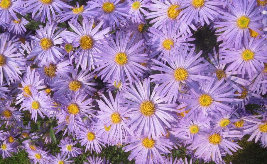Астра Альпийская (Aster Alpinus `Albus`)