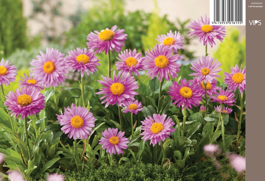 Астра Альпийская (Aster Alpinus) ‘Glory’