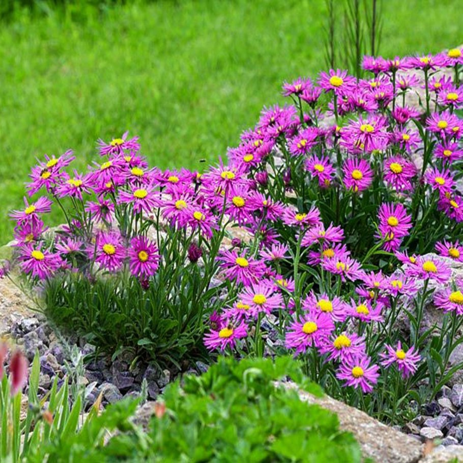 Астра Альпийская (Aster Alpinus) ‘Glory’