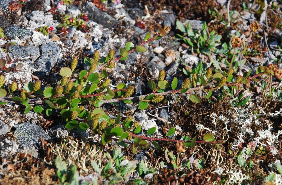Betula glandulosa