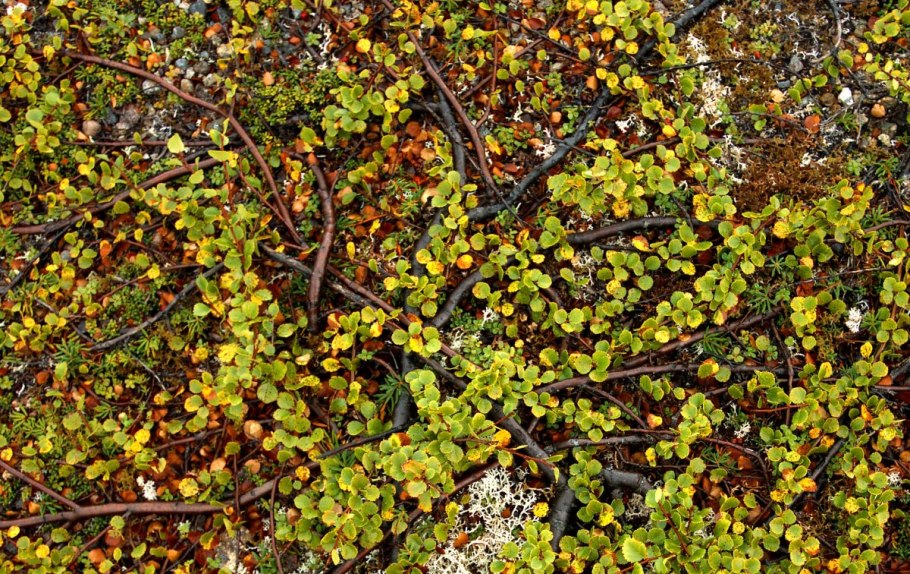 Betula glandulosa