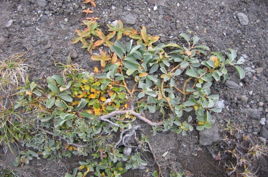 Ива Арктическая Salix Arctica