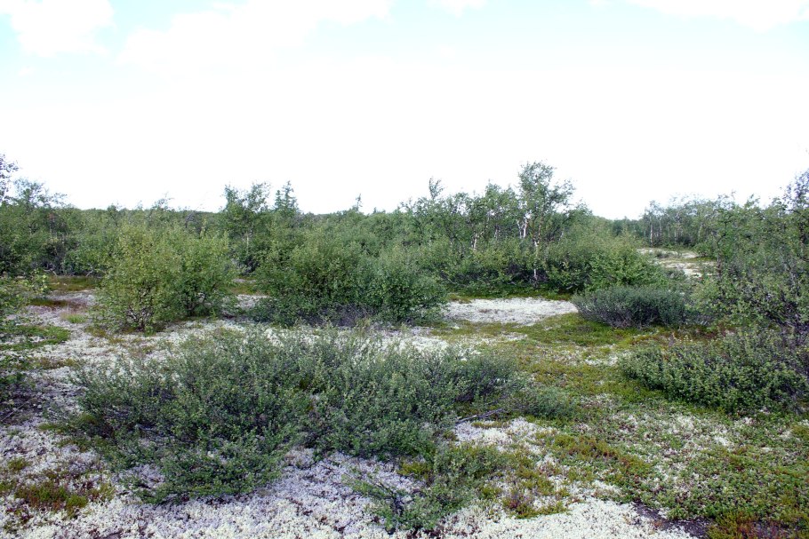Карликовые берёзы (Ёрник