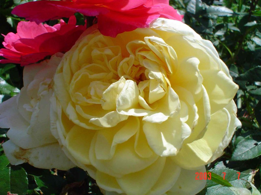 Yellow Romantica энциклопедия роз