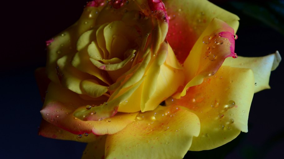 Роза желто розовая в капельках
