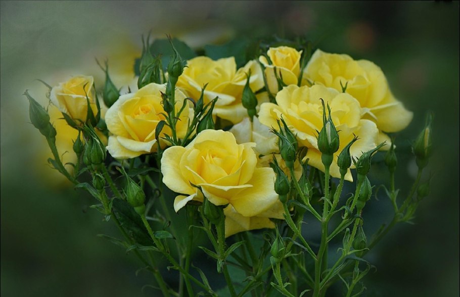 Роза Жизель флорибунда