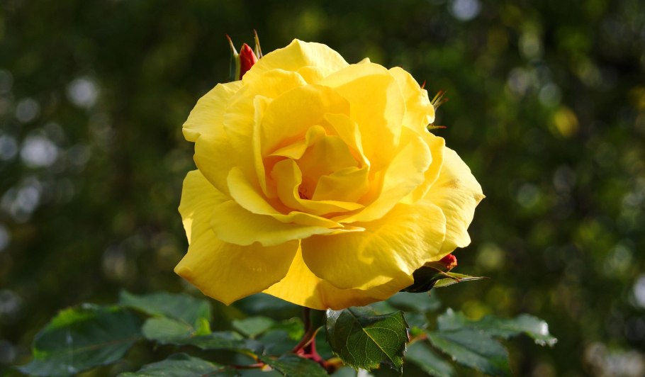 Роза Шайн флорибунда