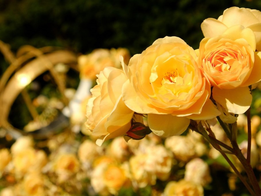 Роза Клео желтая