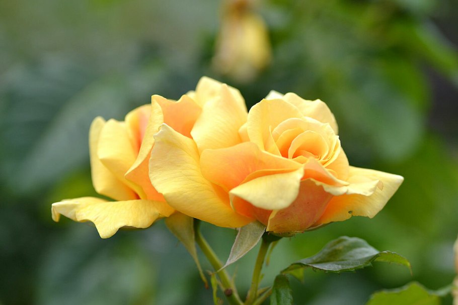 Роза Альмер Голд