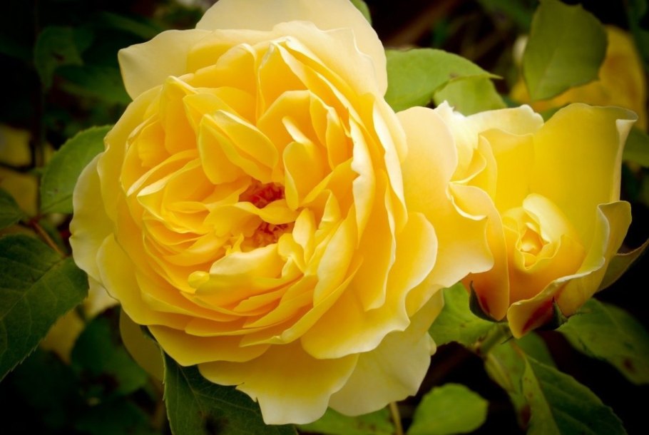 Роза Йеллоу Мэджик