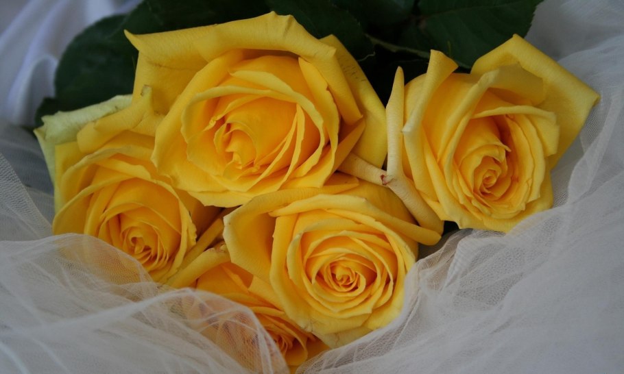 Romantic Yellow Rose Flowers