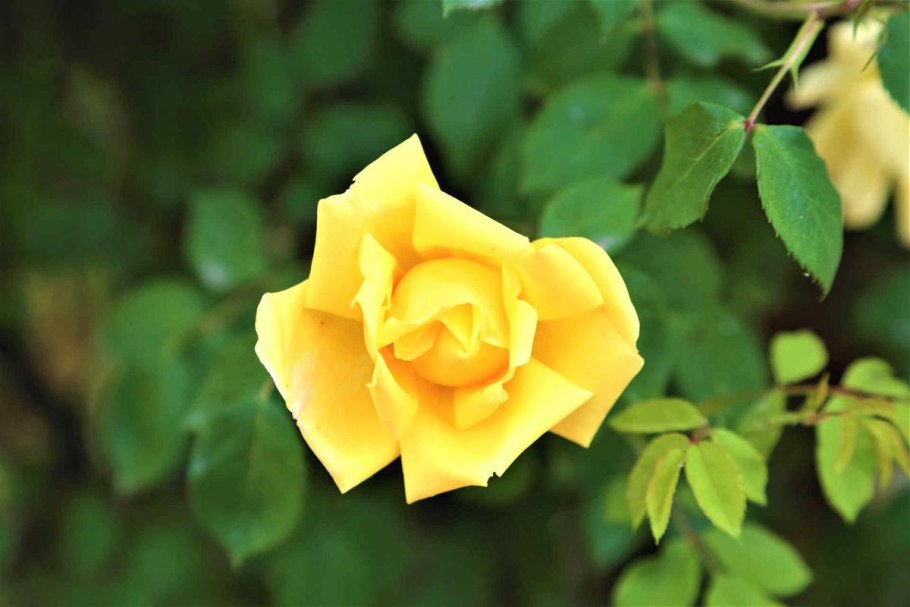 Садовая роза Еллоу Бьюти