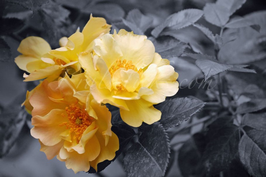 Роза фри спирит