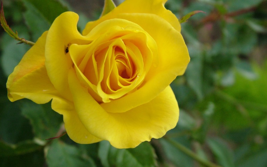 Желтая роза с ароматом