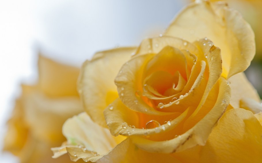 Красивые Канадские розы желтые