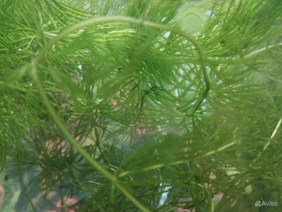 Chara водоросль