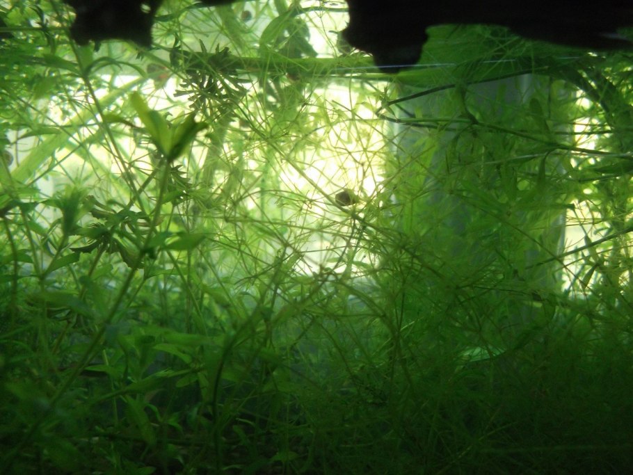 Роголистник аквариумное растение