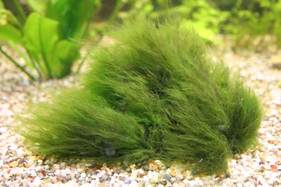 Кладофора водоросль