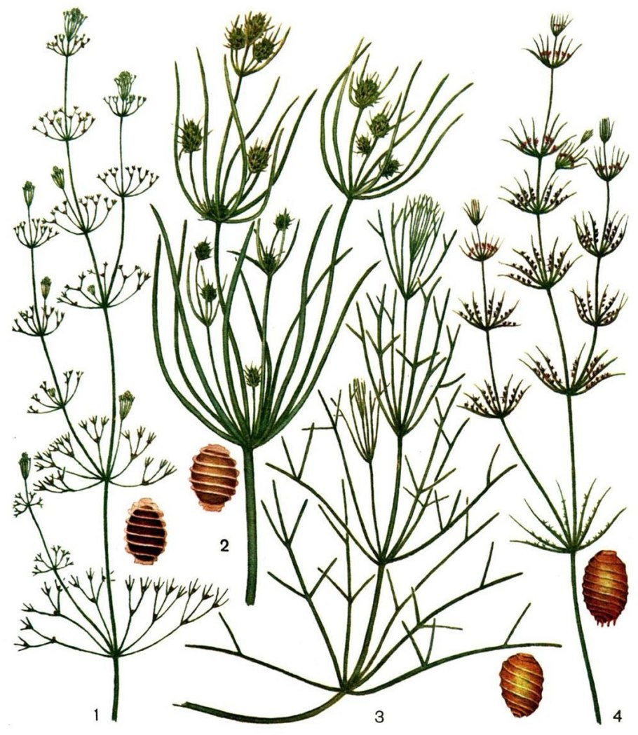 Харовая водоросль нетела