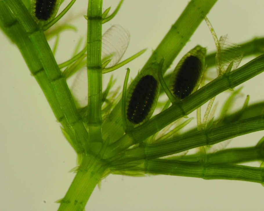 Хара ломкая водоросль