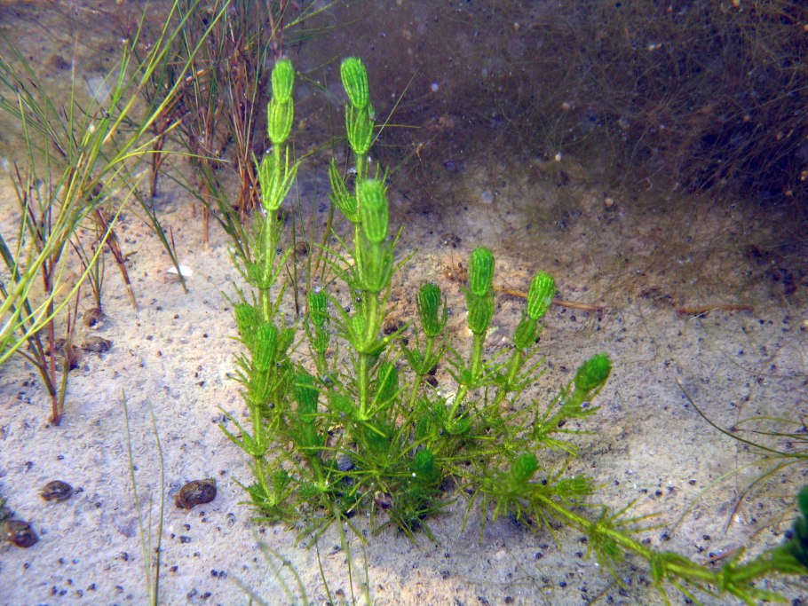 Харовые водоросли оогонии