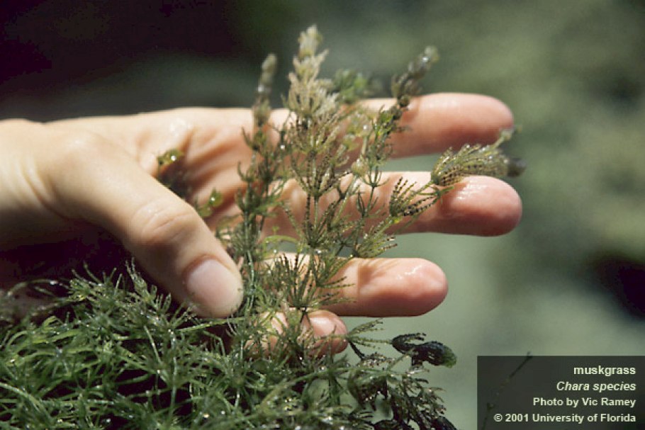 Харовые водоросли Хара