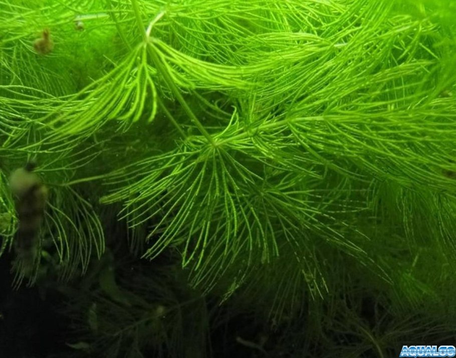 Роголистник Лисий хвост