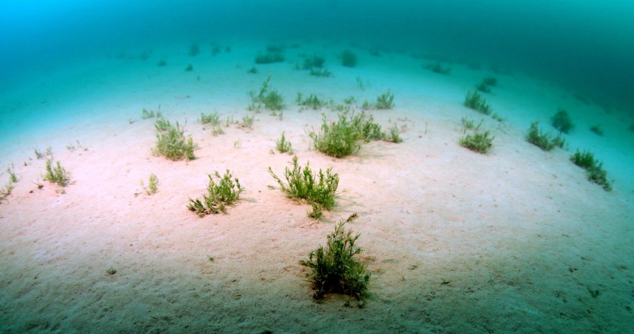 Толипелла водоросль