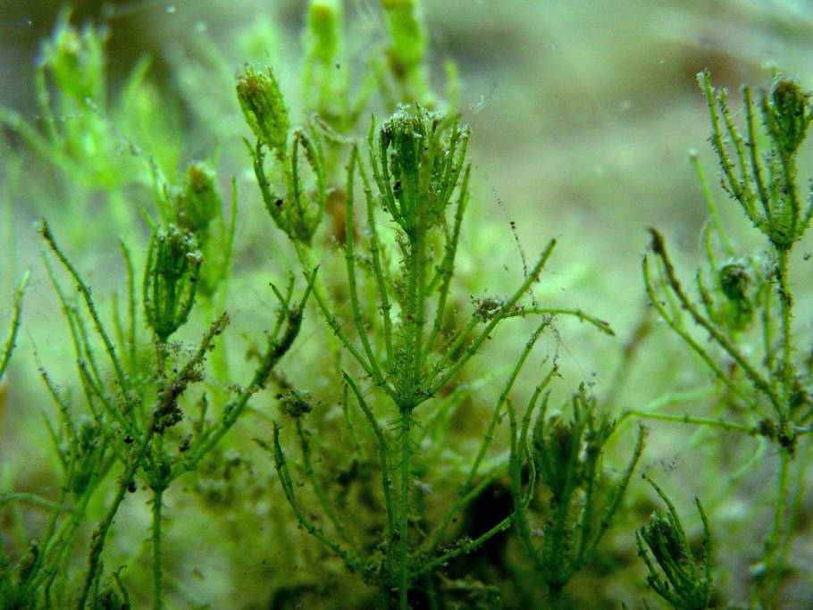 Харовые водоросли (Charophyta)