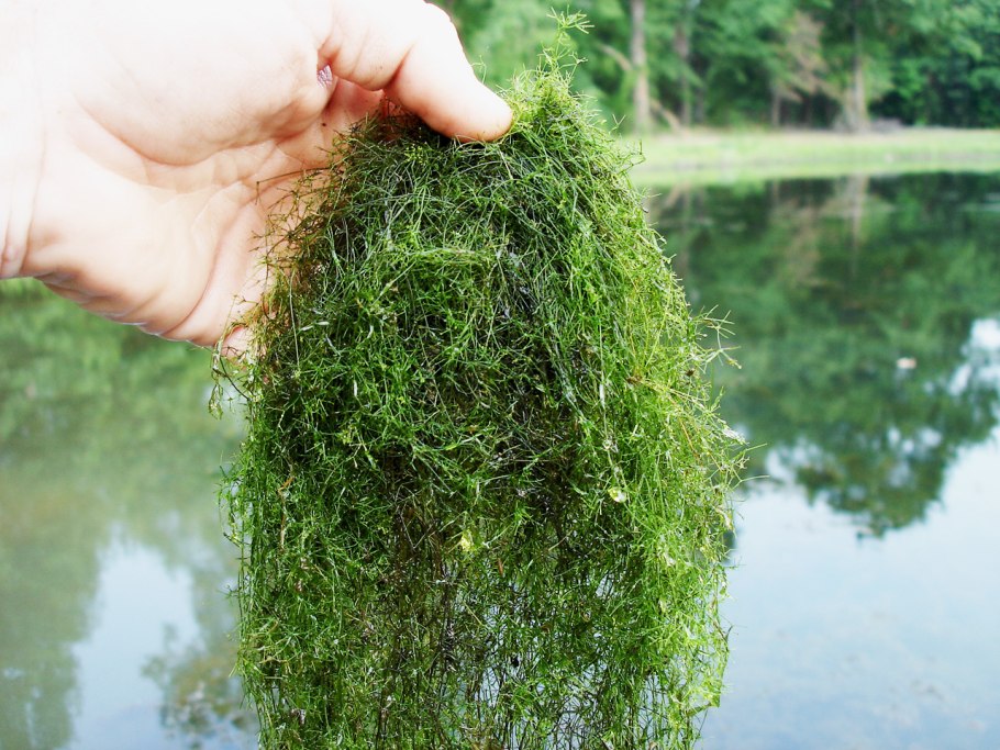 Водоросль Хара обыкновенная
