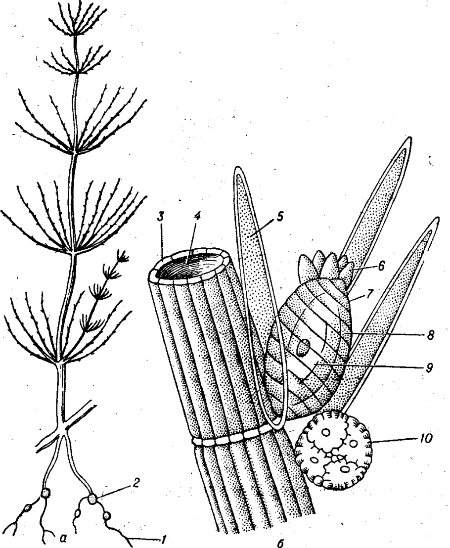 Микроскопия спирулины платенсис