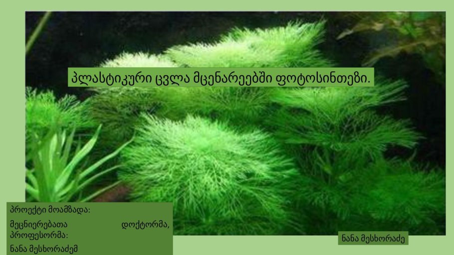 Кладофора водоросль