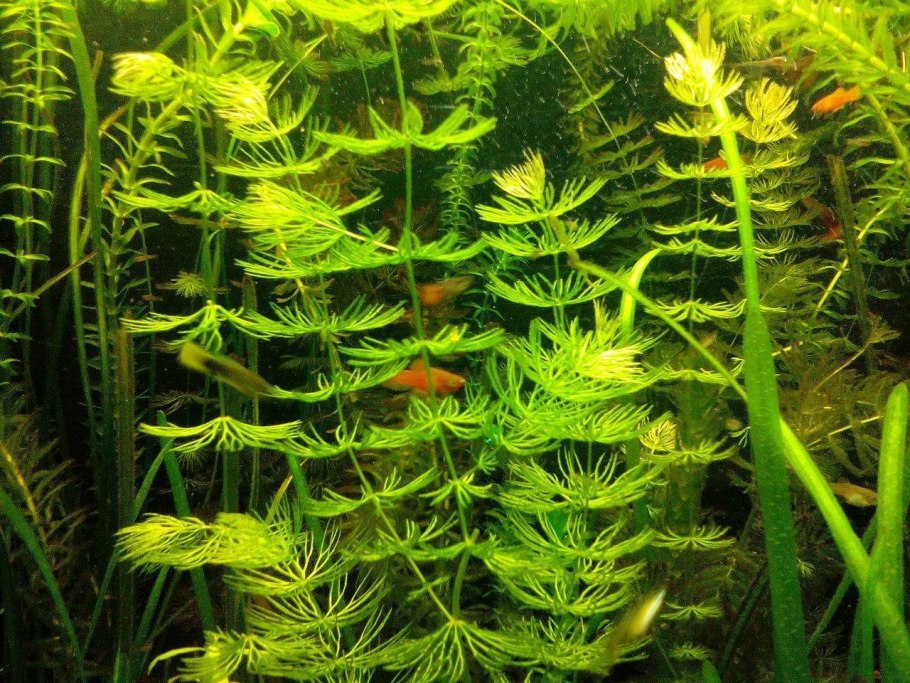 Кладофора нитчатая