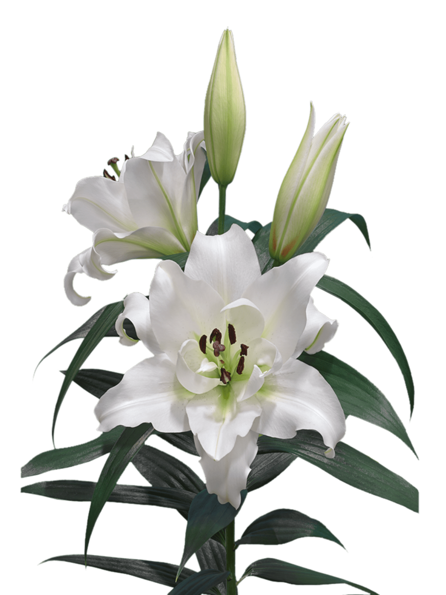 Лилия Уайт Какаду